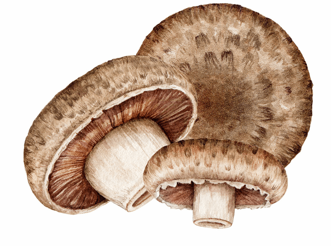 AGARICUS BLAZEI, Pieczarka brazylijska, (Agaricus Blazei (Mushroom) Extract), 