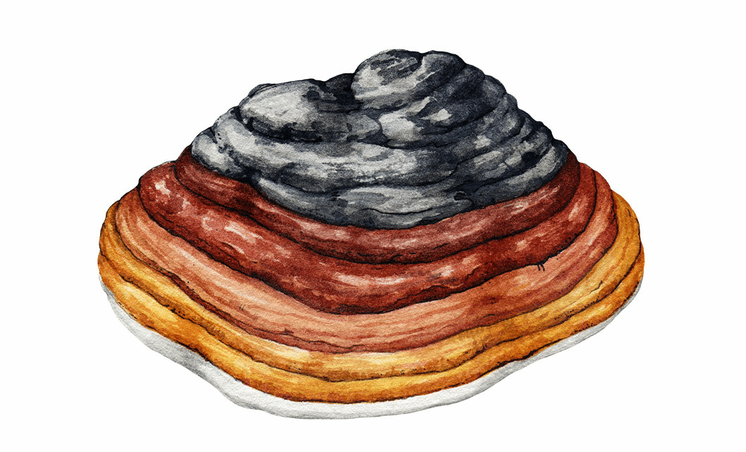 Phellinus Linteus 