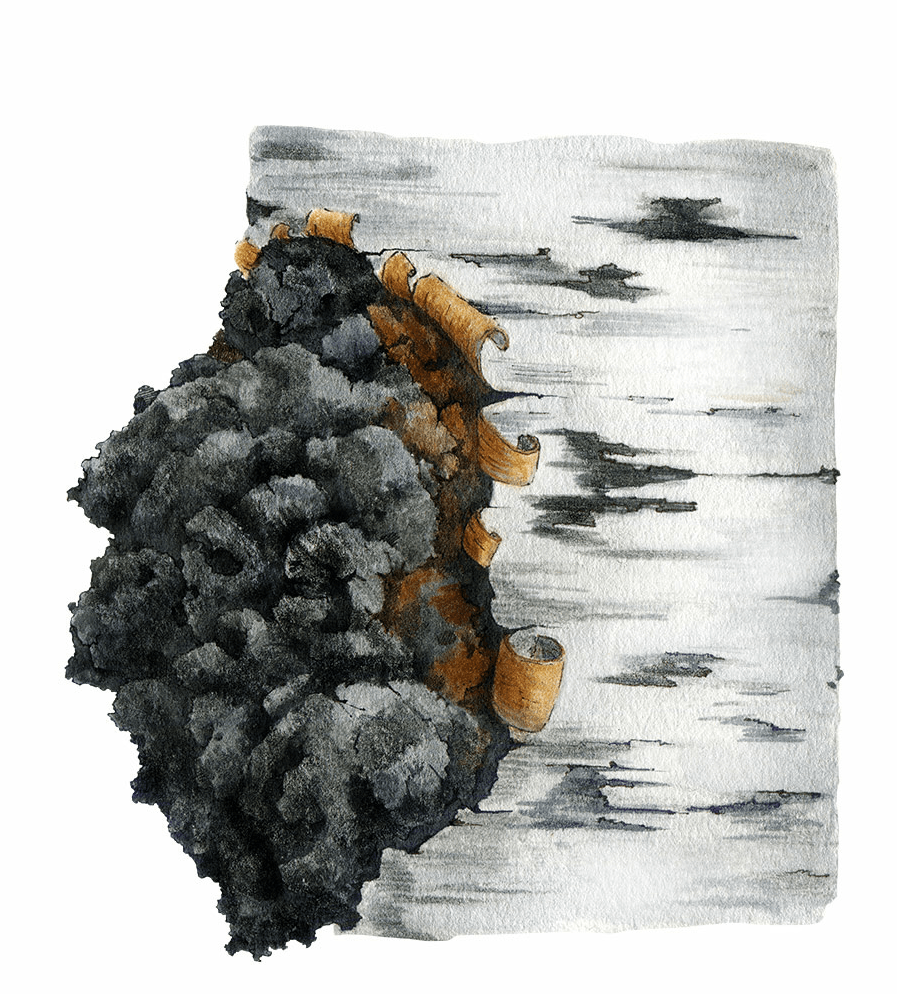 CHAGA / Błyskoporek podkorowy (Inonotus Obliquus (Mushroom) Extract)