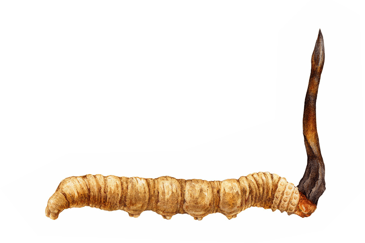 CORDYCEPS / Maczużnik chiński (Cordyceps Sinensis Extract)