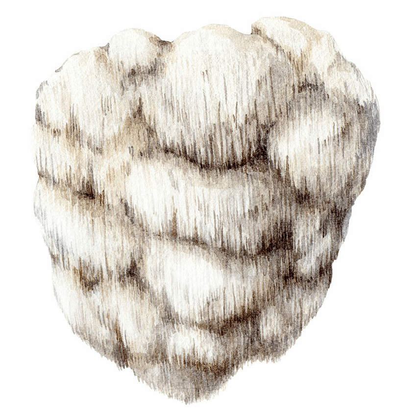 LION’S MANE / Soplówka jeżowata (Hericium Erinaceus (Mushroom) Extract)