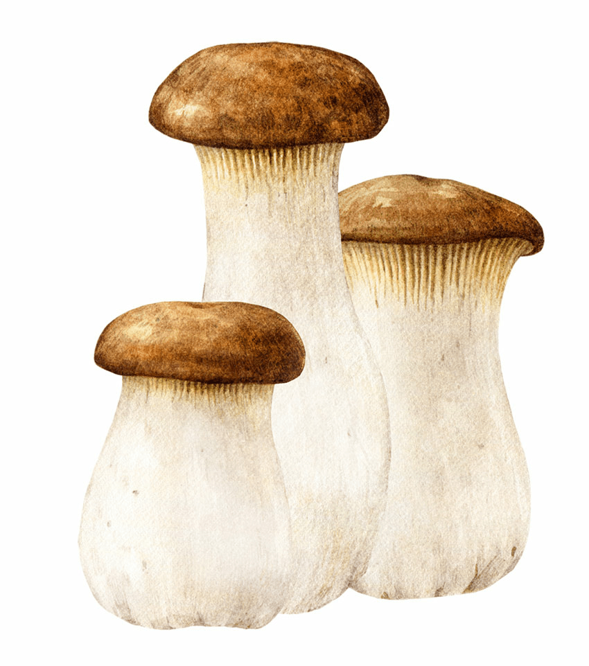 MATSUTAKE MUSHROOM / Gąska sosnowa