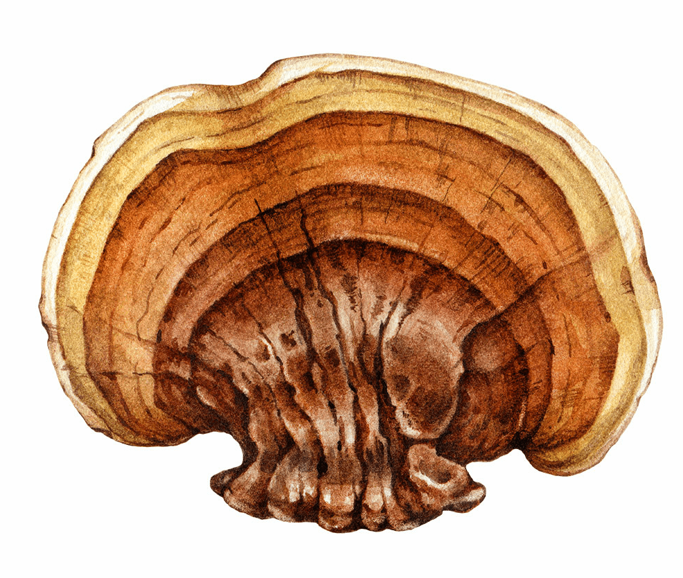 Reishi, Lakownica żółtawa, Ganoderma Lucidum Stem Extract