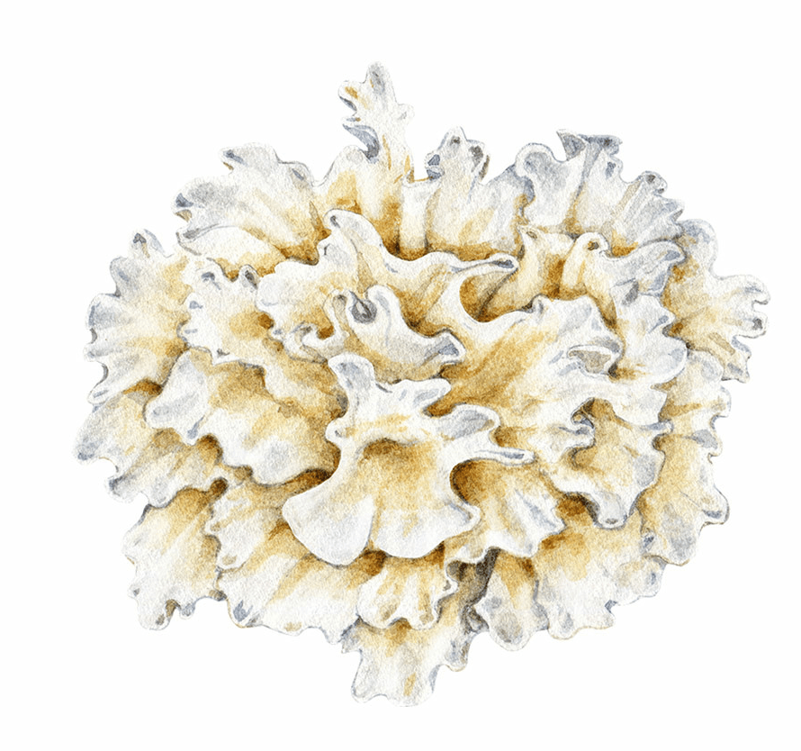 SNOW FUNGUS / Trzęsak morszczynowaty (Tremella Fuciformis (Mushroom) Extract)