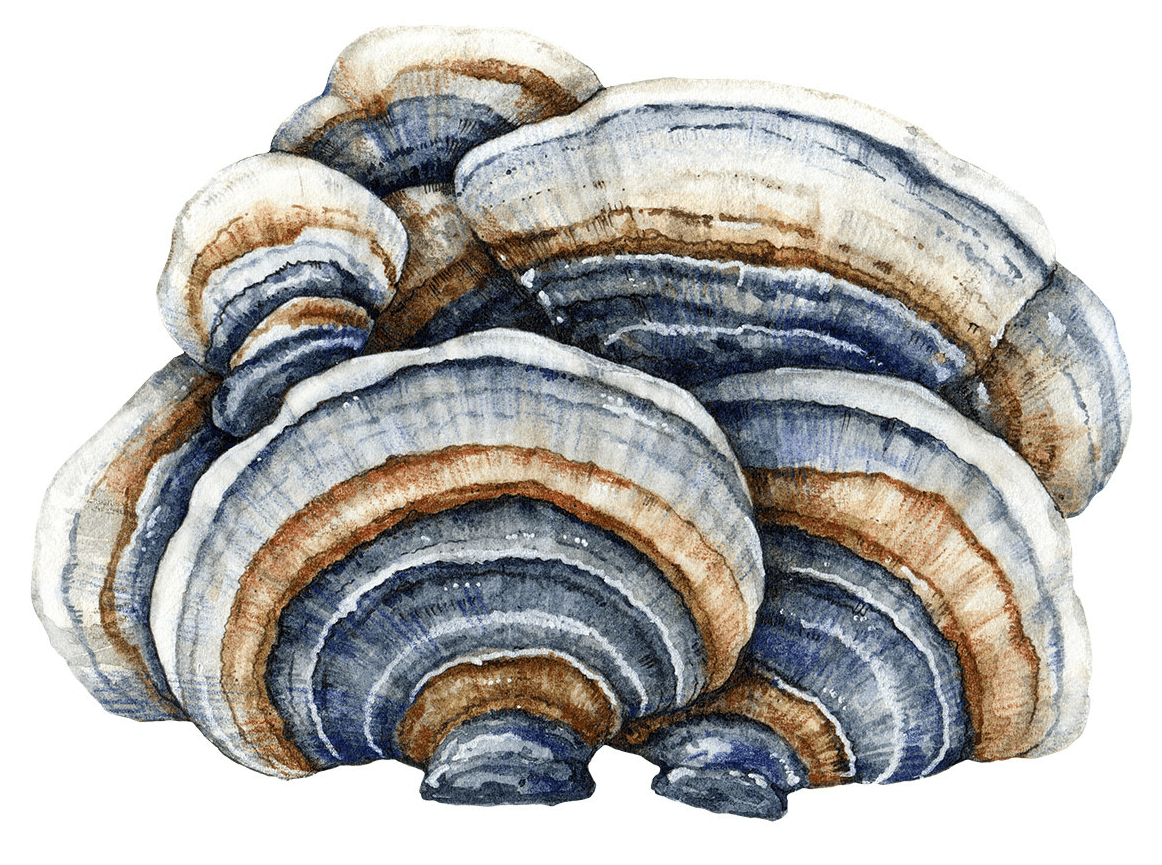 TURKEY TAIL / Wrośniak różnobarwny (Trametes Versicolor Extract)